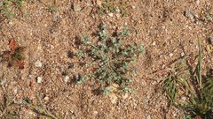 Stylocline gnaphaloides