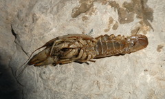 Austropotamobius pallipes