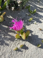 Carpobrotus quadrifidus