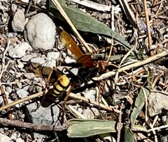 Cryptocheilus annulatus