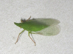 Rhynchomitra recurva