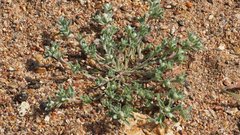 Stylocline gnaphaloides