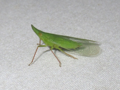 Rhynchomitra recurva