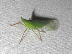 Rhynchomitra recurva