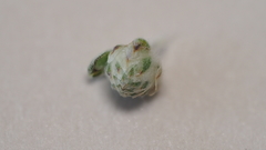 Stylocline gnaphaloides