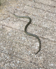 Hierophis viridiflavus viridiflavus