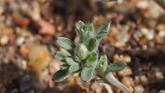 Stylocline gnaphaloides