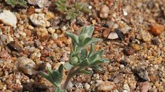 Stylocline gnaphaloides