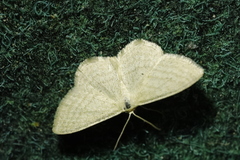 Scopula virgulata