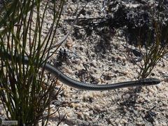 Psammophis crucifer