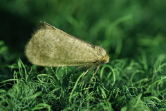 Bijugis bombycella