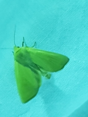 Arenostola phragmitidis