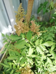 Astilbe rubra