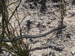 Psammophis crucifer