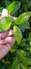 Eugenia