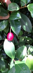 Eugenia