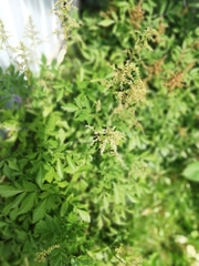 Astilbe × arendsii