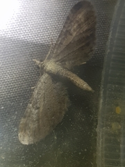 Eupithecia millefoliata