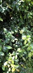 Eugenia