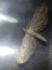 Eupithecia millefoliata