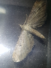 Eupithecia millefoliata