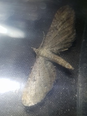 Eupithecia millefoliata