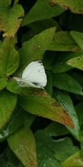 Pieris napi