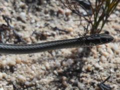 Psammophis crucifer