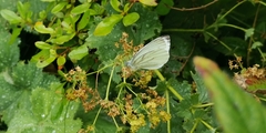 Pieris napi