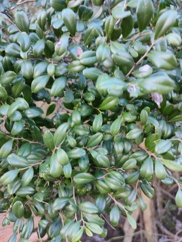 Image of Diospyros humilis by (c) Tony van Kampen, some rights reserved (CC BY)