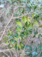 Diospyros humilis