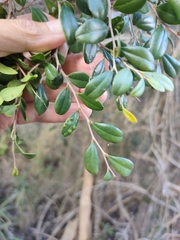 Diospyros humilis