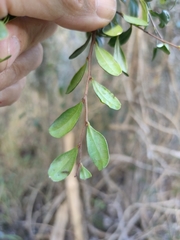 Diospyros humilis