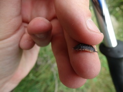 Porcellio duboscqui