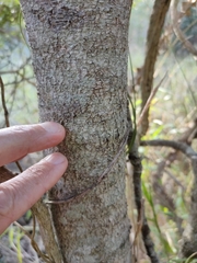 Diospyros humilis