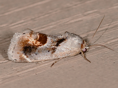 Tarache terminimaculata