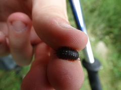 Porcellio duboscqui