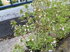 Satureja hortensis