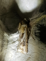Agrotis vestigialis