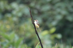 Prinia erythroptera
