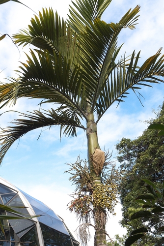 How to identify Chambeyronia macrocarpa (Brongn.) Vieill. ex Becc.