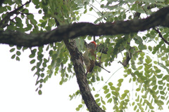 Campethera punctuligera