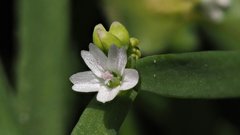 Claytonia parviflora viridis