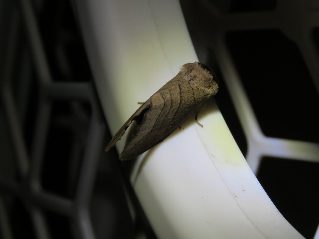 Angus' Datana Moth
