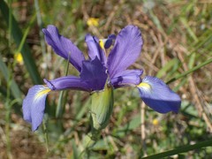 Iris spuria