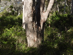 Melaleuca dealbata