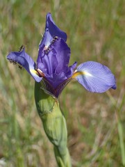 Iris spuria