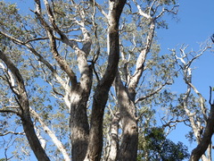 Melaleuca dealbata