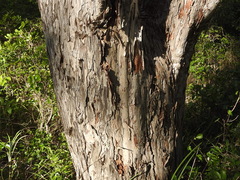Melaleuca dealbata