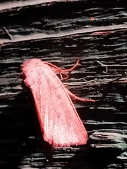 Photedes fluxa